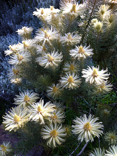 Ấn tượng 3 thắng cảnh tuyệt đẹp ở San Francisco, Mỹ